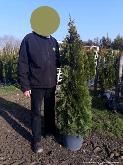 THUJA occidentalis SMARAGD En pot de 15-20 litres
