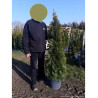 THUJA occidentalis SMARAGD En pot de 15-20 litres