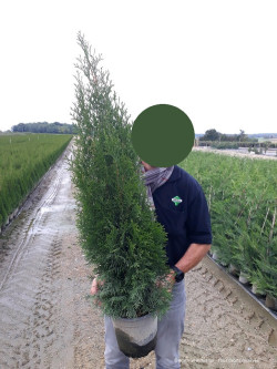 THUJA occidentalis SMARAGD En pot de 7-10-12 litres