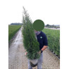 THUJA occidentalis SMARAGD En pot de 7-10-12 litres