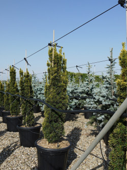 TAXUS baccata FASTIGIATA AUREA