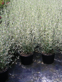 TEUCRIUM fruticans