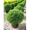 THUJA occidentalis TINY TIM En pot de 25-30 litres