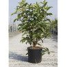 VIBURNUM ODORATISSIMUM En pot de 15-20 litres