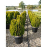 THUJA orientalis AUREA NANA En pot de 25-30 litres