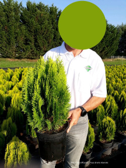 THUJA orientalis AUREA NANA En pot de 10-12 litres