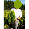 THUJA orientalis AUREA NANA En pot de 10-12 litres