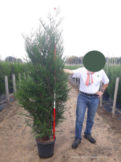THUJA plicata ATROVIRENS En pot de 25-30 litres