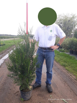 THUJA plicata ATROVIRENS En pot de 7-10 litres