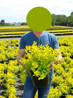 SPIRAEA betulifolia TOR GOLD En pot de 4-5 litres
