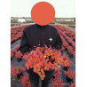 SPIRAEA betulifolia TOR GOLD En pot de 4-5 litres