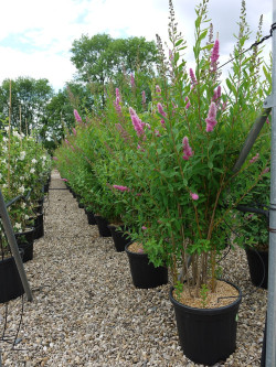 SPIRAEA BILLIARDII En pot de 15-20 litres