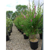 SPIRAEA BILLIARDII En pot de 15-20 litres