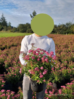 SPIRAEA japonica ANTHONY WATERER En pot de 4-5 litres