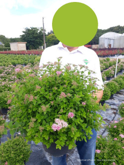 SPIRAEA japonica LITTLE PRINCESS En pot de 10-12 litres