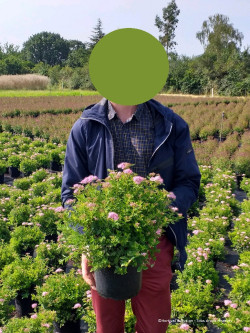SPIRAEA japonica LITTLE PRINCESS En pot de 4-5 litres