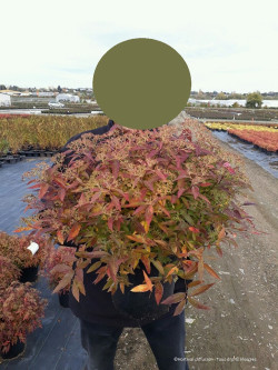 SPIRAEA japonica SHIROBANA En pot de 10-12 litres