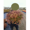 SPIRAEA japonica SHIROBANA En pot de 10-12 litres