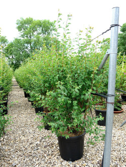 SPIRAEA vanhouttei En pot de 25-30 litres