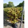 VIBURNUM plicatum MARIESII En pot de 15-20 litres