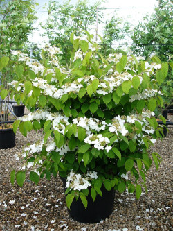 VIBURNUM plicatum MARIESII En pot de 35-50 litres