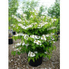VIBURNUM plicatum MARIESII En pot de 35-50 litres
