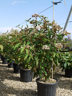VIBURNUM RHYTIDOPHYLLUM En pot de 15-20 litres