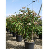 VIBURNUM RHYTIDOPHYLLUM En pot de 15-20 litres