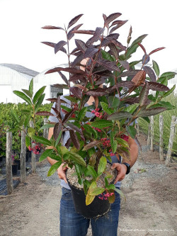 VIBURNUM LE BOIS MARQUIS En pot de 10-12 litres