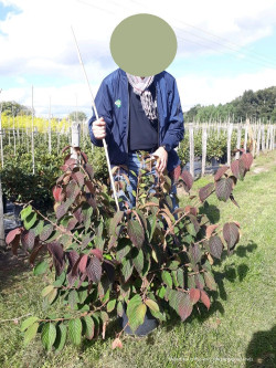 VIBURNUM plicatum MARIESII GREAT STAR® En pot de 10-12 litres 