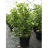 VIBURNUM tinus En pot de 15-20 litres