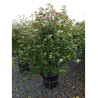 VIBURNUM tinus En pot de 35-50 litres