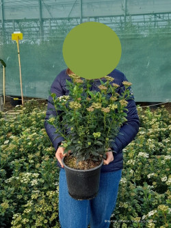 VIBURNUM tinus En pot de 4-5 litres