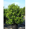 VIBURNUM tinus EVE PRICE En pot de 35-50 litres