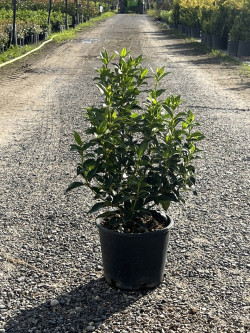 VIBURNUM tinus EVE PRICE En pot de 7-10 litres