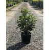 VIBURNUM tinus EVE PRICE En pot de 7-10 litres