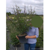 VITEX agnus-castus f.latifolia En pot de 10-12 litres