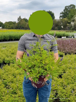 VITEX agnus-castus BLUE PUFFBALL En pot de 4-5 litres