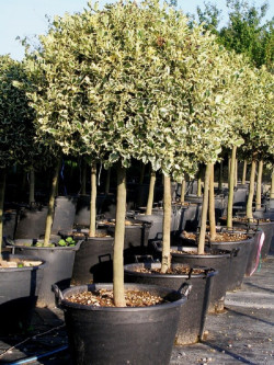 Topiaire (Plante taillée) - ILEX aquifolium ARGENTEA MARGINATA