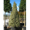 Topiaire (Plante taillée) - ILEX aquifolium ARGENTEA MARGINATA
