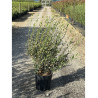PHILLYREA angustifolia En pot de 10-12 litres