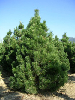 PINUS nigra ssp. nigra