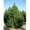 PINUS nigra ssp. nigra