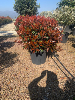 PHOTINIA fraseri RED ROBIN