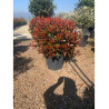 PHOTINIA fraseri RED ROBIN