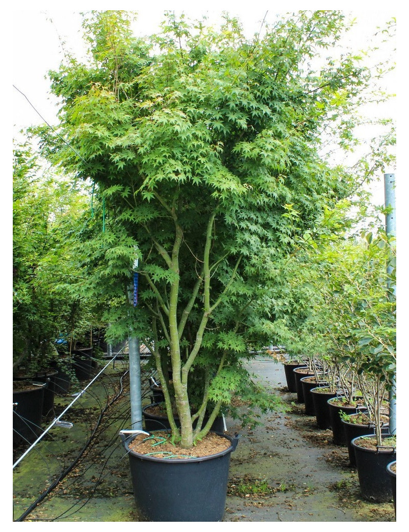 ACER palmatum En pot de 150-200 litres