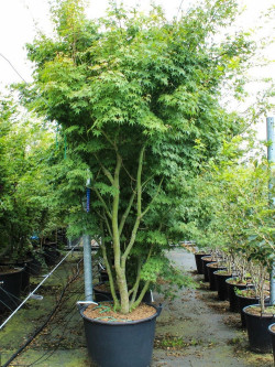 ACER palmatum En pot de 150-200 litres