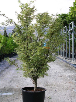 ACER palmatum BUTTERFLY En pot de 15-20 litres