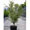 ACER palmatum BUTTERFLY En pot de 15-20 litres