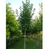 ACER platanoides